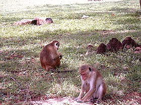 Affen im Tempelbezirk von Anuradhapura
