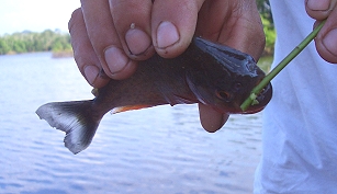 Gebiss sehr scharf !