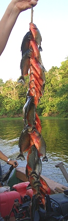 Piranhas, selbst geangelt und  aufgespiesst