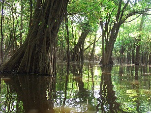 Ueberschwemmungswald