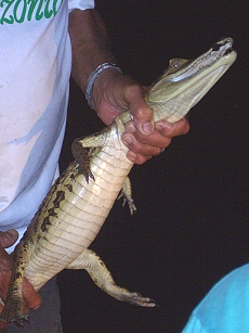 Nachts auf Kaimanfang