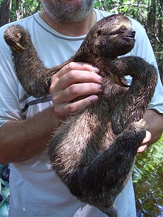 Faultier, vom Baum geholt !