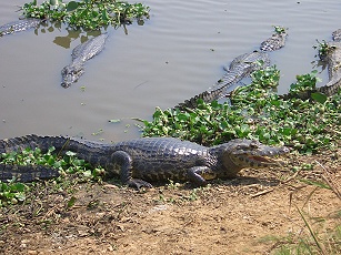 Nur einige von 10 Millionen !