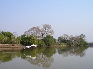 Im Pantanal