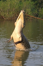 Fuer Futter mach ich alles !