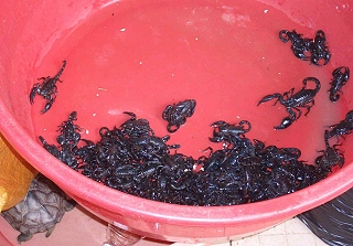 lebende Skorpione f�r die Suppe