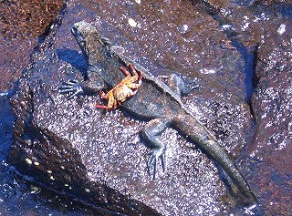 Krabbe mit Meerechse