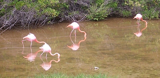 Flamingos auf Isabella