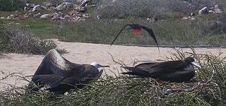 Prachtfregattv�gel