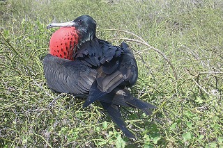 nat�rlich ein M�nnchen !