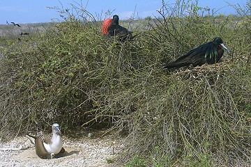 Fregattv�gel und Blaufuss mit Kind