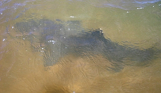 Wei�spitzen-Hai vor mir im Wasser