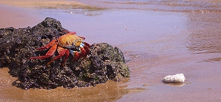 Klippenkrabben �berall