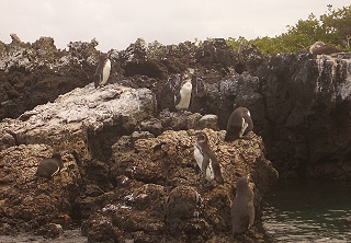 Pinguine, ca. 60 cm klein