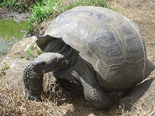 Gar nicht so langsam!