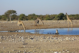 Giraffen haben es beim trinken nicht leicht!