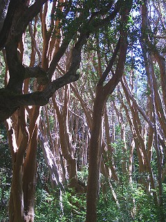 Myrthen-Wald bei Villa La Angustura
