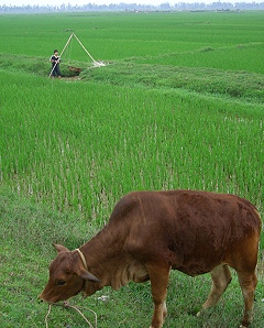Reisfelder �berall