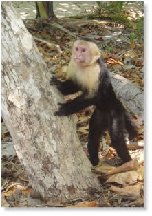 Affe im Manuel Antonio Nationalpark