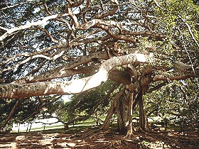 Ficus benjamini, 40 Meter breit!