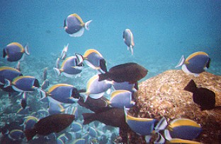 Diese sch�nen Blauen gab es viele