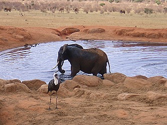 Rote Elefanten mit Marabu