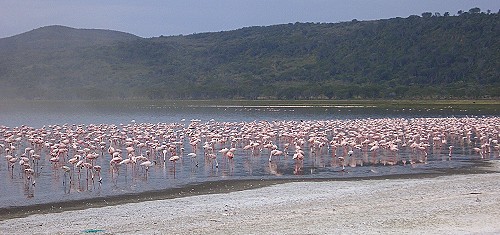 Millionen von Flamingos!