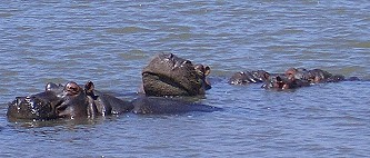 Hippo�s am See