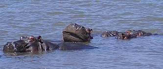 Hippos am See