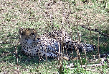 Verzeihung: Gepard, Leo war zu weit weg!