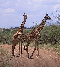 Giraffen bewegen sich sehr grazil