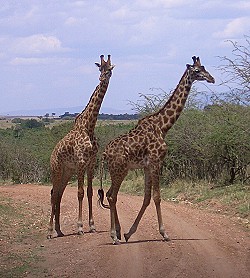 Giraffen bewegen sich sehr grazil