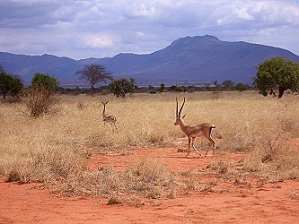 Giraffengazelle + Grantgazelle