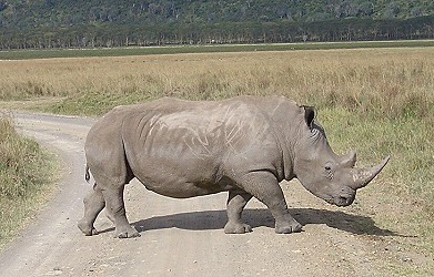 Nashorn, auch nicht ohne, aber kurzsichtig!