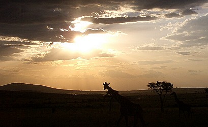 Sonnenuntergang in der Massai Mara