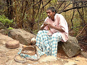 2 Kobras ohne Giftz�hne