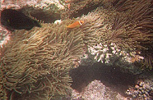 Koralle mit Bewohner