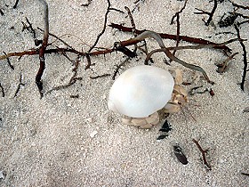 Einsiedler, ca. 2 cm klein