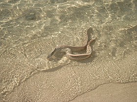 2 Mur�nen, fast auf dem Strand