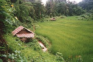 Reisfelder mit Schutzhütte