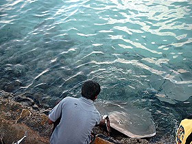 F�tterung der Rochen