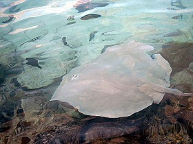 Rochen, Spannweite ca. 1,5 m