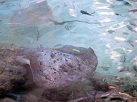 Rochen, Spannweite ca. 2 m