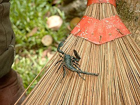 Skorpion, im Botanischen Garten entdeckt