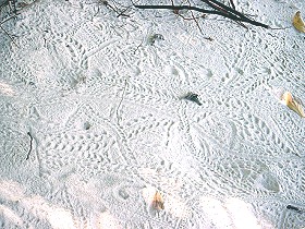 Spuren der kleinen Einsiedler-Krebse