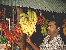 Es gibt auch rote Bananen!