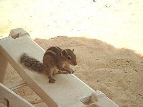 Streifenh�rnchen, sehr zutraulich