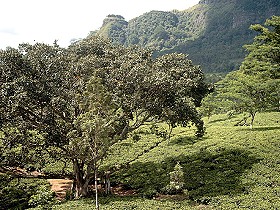 Teelandschaft 1.500 Meter hoch